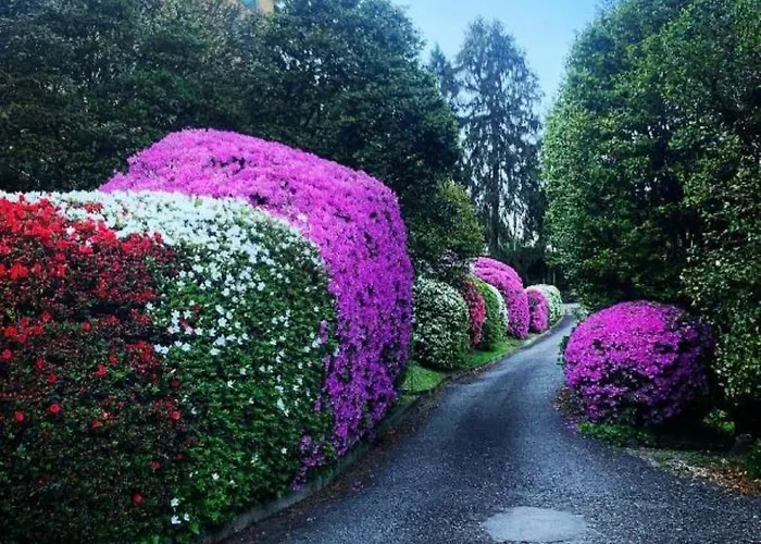 Camelia *